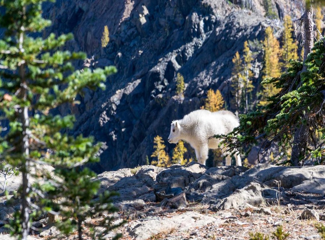 Frequently Asked Questions (FAQs)